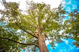 Best Tree Removal  in Forestville, CA