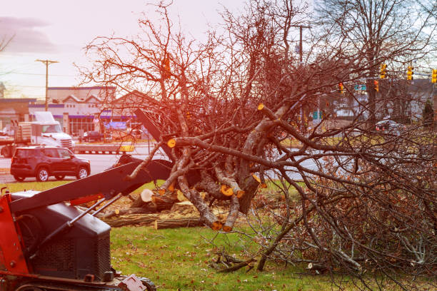 Best Tree and Shrub Care  in Forestville, CA