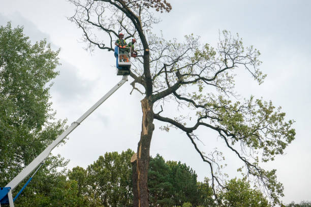 Best Tree Maintenance Programs  in Forestville, CA