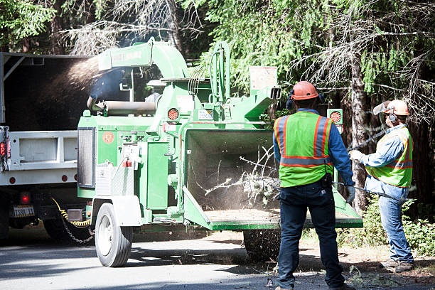 How Our Tree Care Process Works  in  Forestville, CA