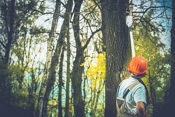 Best Stump Grinding and Removal  in Forestville, CA